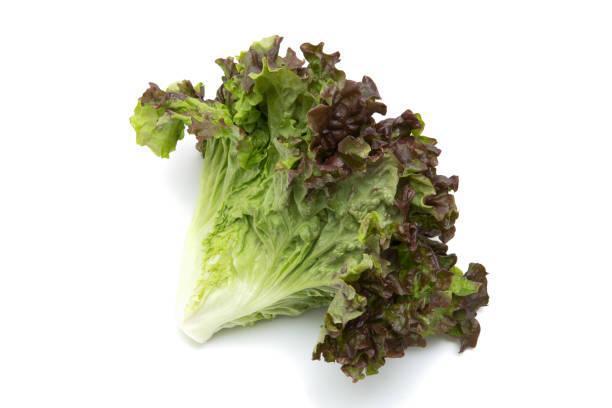ORGANIC RED LEAF - 3041