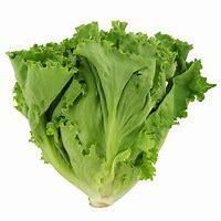 LETTUCE GREEN LEAF - 2079
