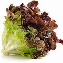 LETTUCE RED LEAF - 2080