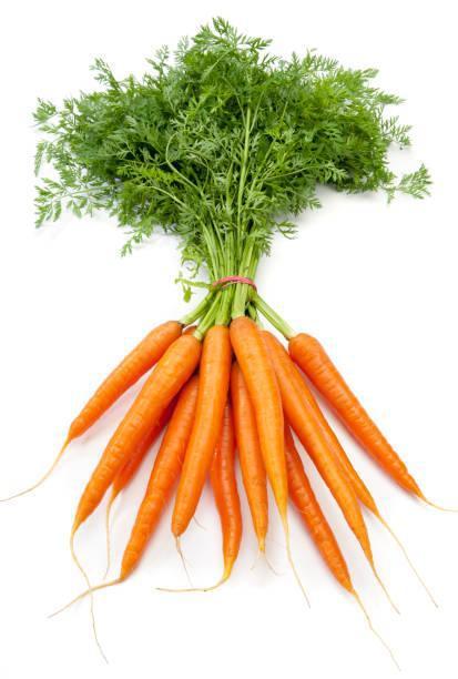 ORGANIC CARROT BUNCH - 3016