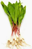 WILD RAMPS - 3199