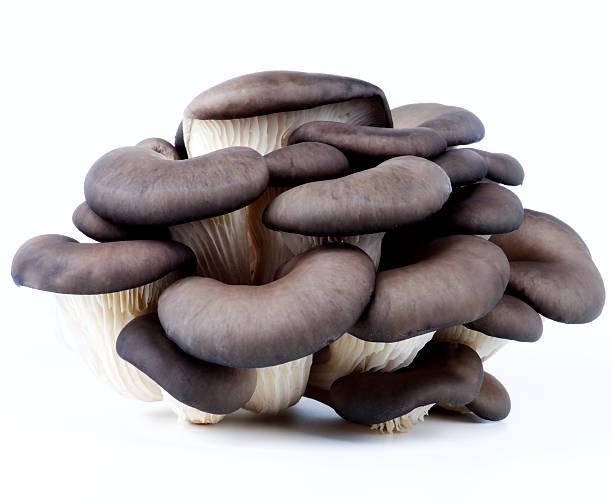 MUSHROOM OYSTER - 3149, Each, 0.10 lb