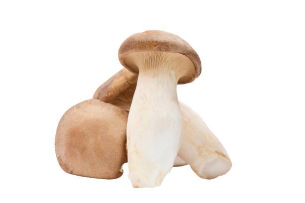 MUSHROOM TRUMPET - 2278, Each, 0.25